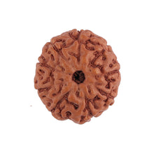 Load image into Gallery viewer, 8 Mukhi Rudraksha from Indonesia - Bead No. 130
