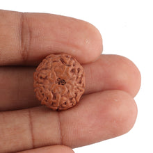 Load image into Gallery viewer, 8 Mukhi Rudraksha from Indonesia - Bead No. 130