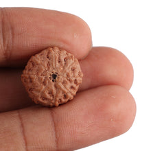 Load image into Gallery viewer, 8 Mukhi Rudraksha from Indonesia - Bead No. 132