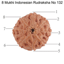 Load image into Gallery viewer, 8 Mukhi Rudraksha from Indonesia - Bead No. 132