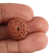 Load image into Gallery viewer, 8 Mukhi Rudraksha from Indonesia - Bead No. 133