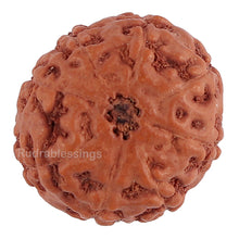 Load image into Gallery viewer, 8 Mukhi Rudraksha from Indonesia - Bead No. 134