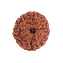 Load image into Gallery viewer, 8 Mukhi Rudraksha from Indonesia - Bead No. 134