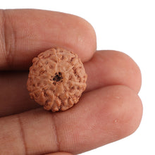 Load image into Gallery viewer, 8 Mukhi Rudraksha from Indonesia - Bead No. 135