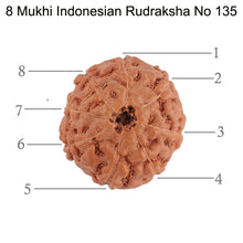 Load image into Gallery viewer, 8 Mukhi Rudraksha from Indonesia - Bead No. 135