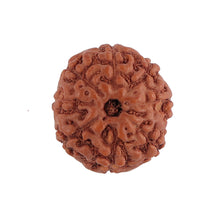 Load image into Gallery viewer, 8 Mukhi Rudraksha from Indonesia - Bead No. 136