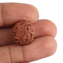Load image into Gallery viewer, 8 Mukhi Rudraksha from Indonesia - Bead No. 136