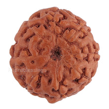 Load image into Gallery viewer, 8 Mukhi Rudraksha from Indonesia - Bead No. 137