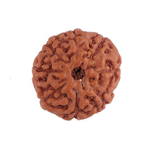 Load image into Gallery viewer, 8 Mukhi Rudraksha from Indonesia - Bead No. 137