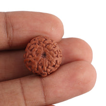 Load image into Gallery viewer, 8 Mukhi Rudraksha from Indonesia - Bead No. 137
