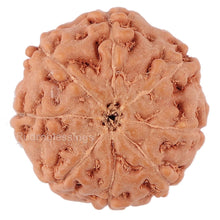 Load image into Gallery viewer, 8 Mukhi Rudraksha from Indonesia - Bead No. 139