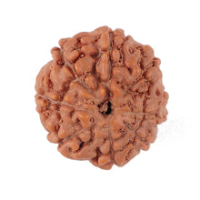 Load image into Gallery viewer, 8 Mukhi Rudraksha from Indonesia - Bead No. 141