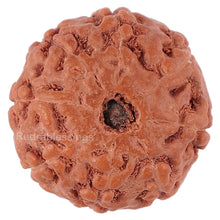 Load image into Gallery viewer, 8 Mukhi Rudraksha from Indonesia - Bead No. 142