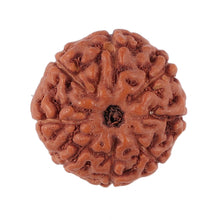 Load image into Gallery viewer, 8 Mukhi Rudraksha from Indonesia - Bead No. 142