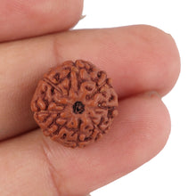 Load image into Gallery viewer, 8 Mukhi Rudraksha from Indonesia - Bead No. 142