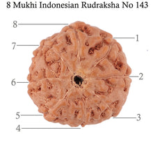 Load image into Gallery viewer, 8 Mukhi Rudraksha from Indonesia - Bead No. 143