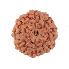 Load image into Gallery viewer, 8 Mukhi Rudraksha from Indonesia - Bead No. 144