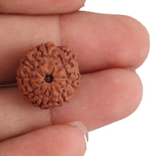 Load image into Gallery viewer, 8 Mukhi Rudraksha from Indonesia - Bead No. 145