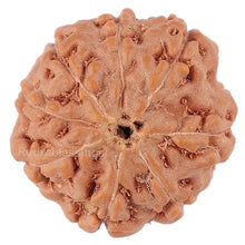 Load image into Gallery viewer, 8 Mukhi Rudraksha from Indonesia - Bead No. 147