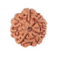 Load image into Gallery viewer, 8 Mukhi Rudraksha from Indonesia - Bead No. 147