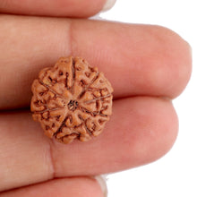 Load image into Gallery viewer, 8 Mukhi Rudraksha from Indonesia - Bead No. 147