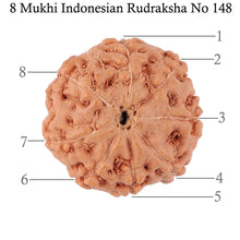 Load image into Gallery viewer, 8 Mukhi Rudraksha from Indonesia - Bead No. 148