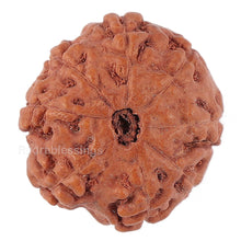 Load image into Gallery viewer, 8 Mukhi Rudraksha from Indonesia - Bead No. 149