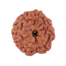 Load image into Gallery viewer, 8 Mukhi Rudraksha from Indonesia - Bead No. 149