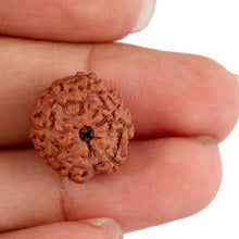 Load image into Gallery viewer, 8 Mukhi Rudraksha from Indonesia - Bead No. 149