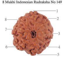 Load image into Gallery viewer, 8 Mukhi Rudraksha from Indonesia - Bead No. 149