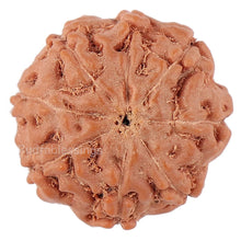 Load image into Gallery viewer, 8 Mukhi Rudraksha from Indonesia - Bead No. 150