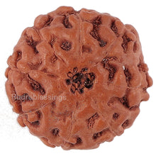 Load image into Gallery viewer, 8 Mukhi Rudraksha from Indonesia - Bead No. 151