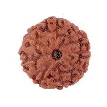 Load image into Gallery viewer, 8 Mukhi Rudraksha from Indonesia - Bead No. 151
