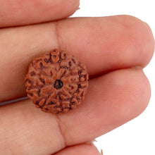 Load image into Gallery viewer, 8 Mukhi Rudraksha from Indonesia - Bead No. 151