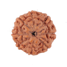 Load image into Gallery viewer, 8 Mukhi Rudraksha from Indonesia - Bead No. 152