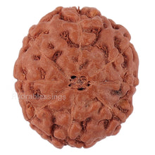 Load image into Gallery viewer, 8 Mukhi Rudraksha from Indonesia - Bead No. 153