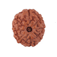 Load image into Gallery viewer, 8 Mukhi Rudraksha from Indonesia - Bead No. 153