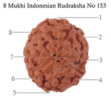 Load image into Gallery viewer, 8 Mukhi Rudraksha from Indonesia - Bead No. 153