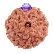 Load image into Gallery viewer, 8 Mukhi Rudraksha from Indonesia - Bead No. 157 (Gold Plated bracket)