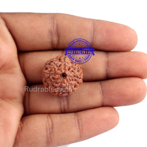 8 Mukhi Rudraksha from Indonesia - Bead No. 157 (Gold Plated bracket)