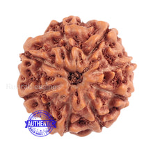 Load image into Gallery viewer, 8 Mukhi Rudraksha from Indonesia - Bead No. 158 (Gold Plated bracket)
