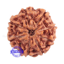 Load image into Gallery viewer, 8 Mukhi Rudraksha from Indonesia - Bead No. 158 (Gold Plated bracket)