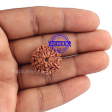 Load image into Gallery viewer, 8 Mukhi Rudraksha from Indonesia - Bead No. 158 (Gold Plated bracket)