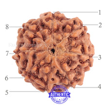 Load image into Gallery viewer, 8 Mukhi Rudraksha from Indonesia - Bead No. 158 (Gold Plated bracket)