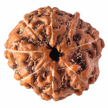 Load image into Gallery viewer, 8 Mukhi Rudraksha from Indonesia - Bead No. 60