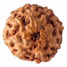 Load image into Gallery viewer, 8 Mukhi Rudraksha from Indonesia - Bead No. 61