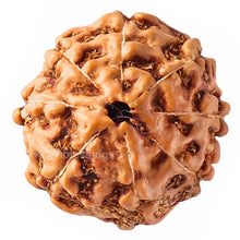 Load image into Gallery viewer, 8 Mukhi Rudraksha from Indonesia - Bead No. 64
