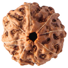 Load image into Gallery viewer, 8 Mukhi Rudraksha from Indonesia - Bead No. 65