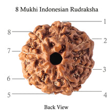 Load image into Gallery viewer, 8 Mukhi Rudraksha from Indonesia - Bead No. 65