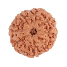 Load image into Gallery viewer, 8 Mukhi Rudraksha from Indonesia - Bead No. 70
